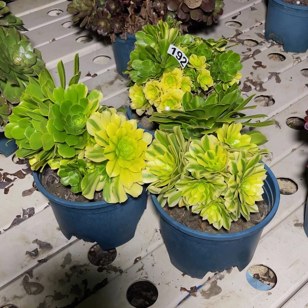 三盆法师7//9包邮法师