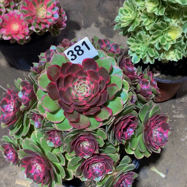 猫***王无花朵粉花妖381000000