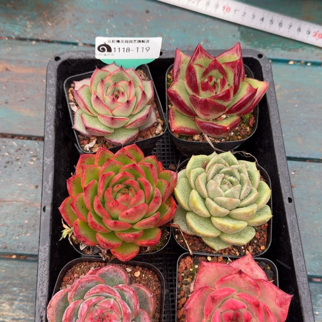 从前慢花园多肉编号1118-119