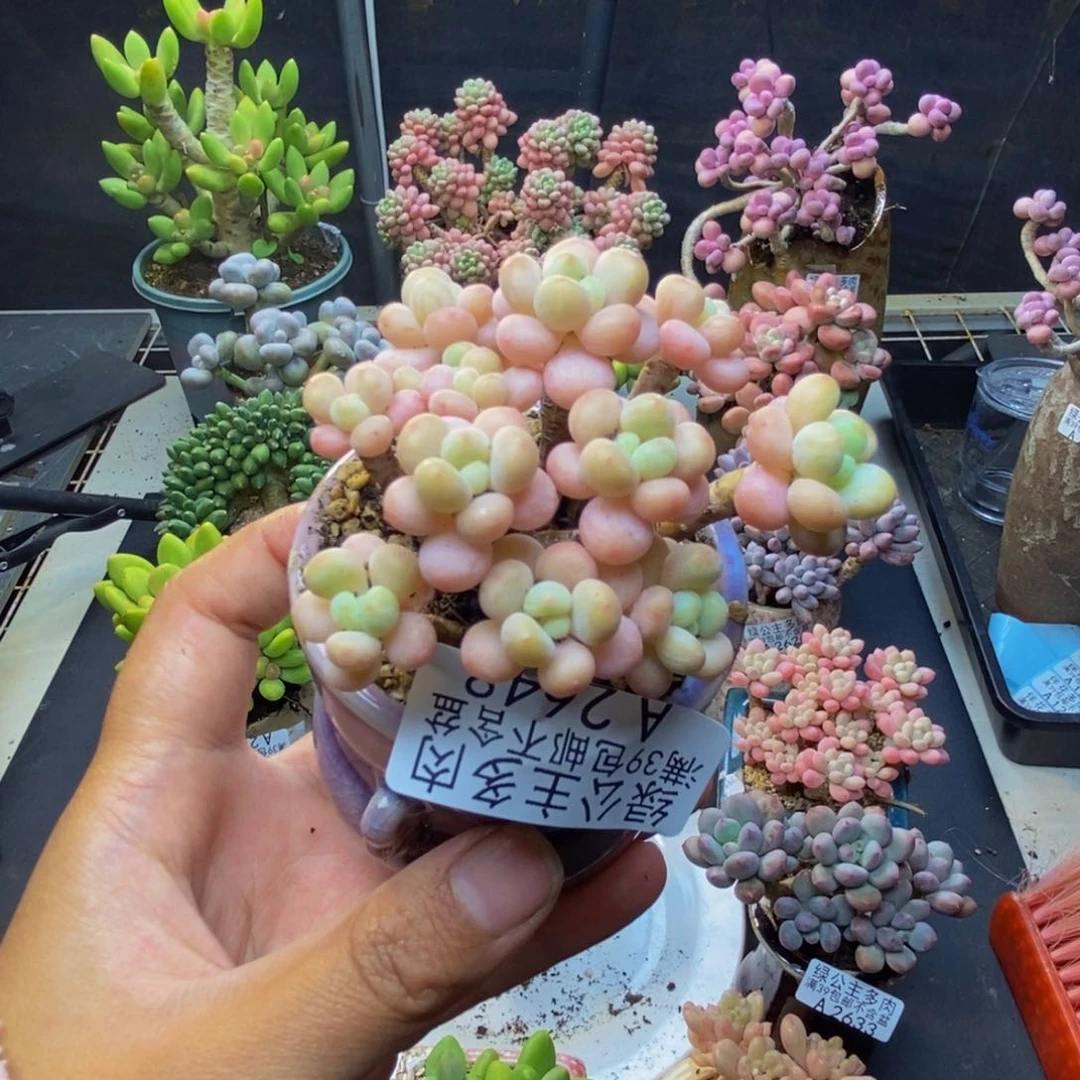 648花朵鱼子酱多肉7c m