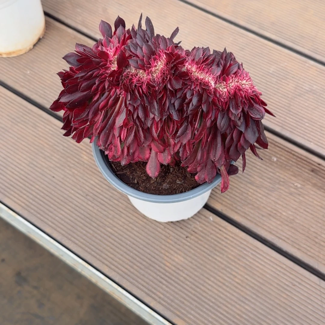 汐*红铜白缀化发货