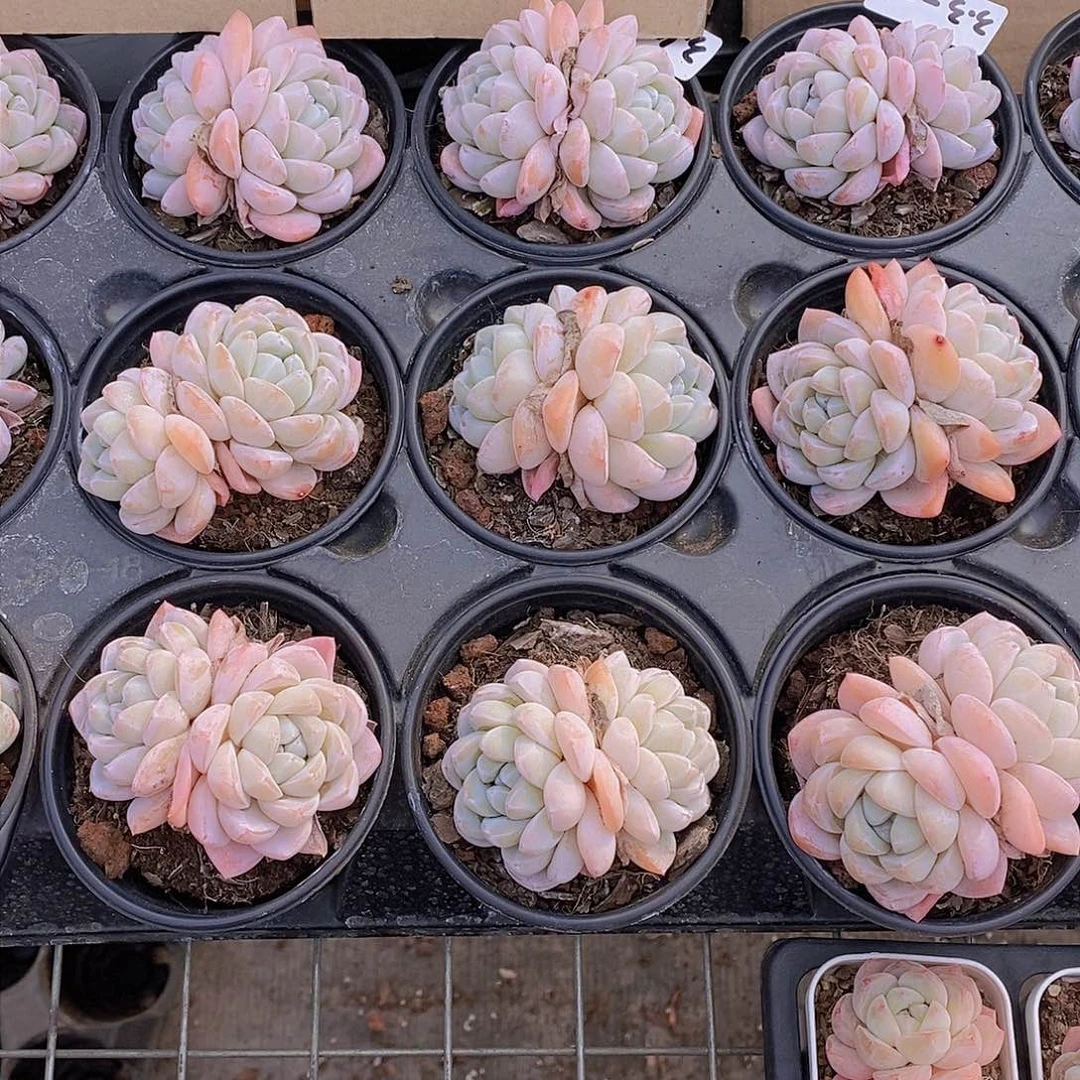 0306-新批次 雪媚娘大双头母本一颗 量拍