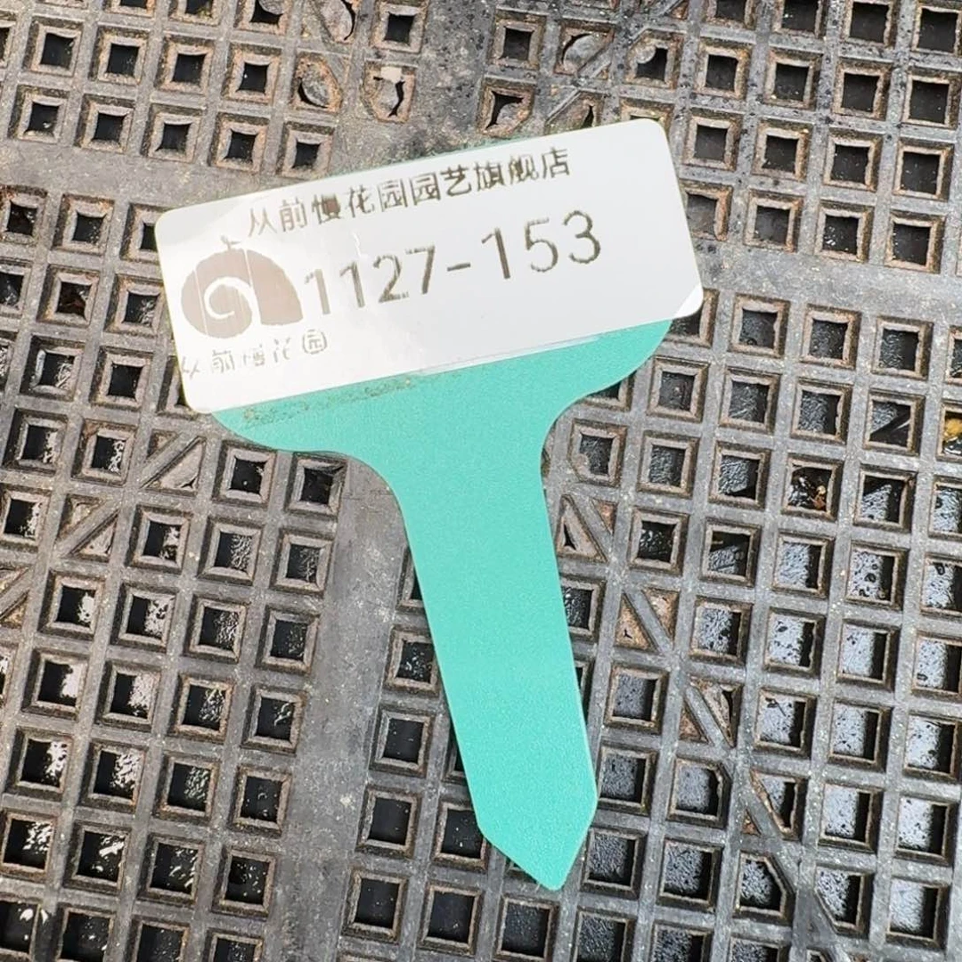 从前慢多肉精选编号1127.153