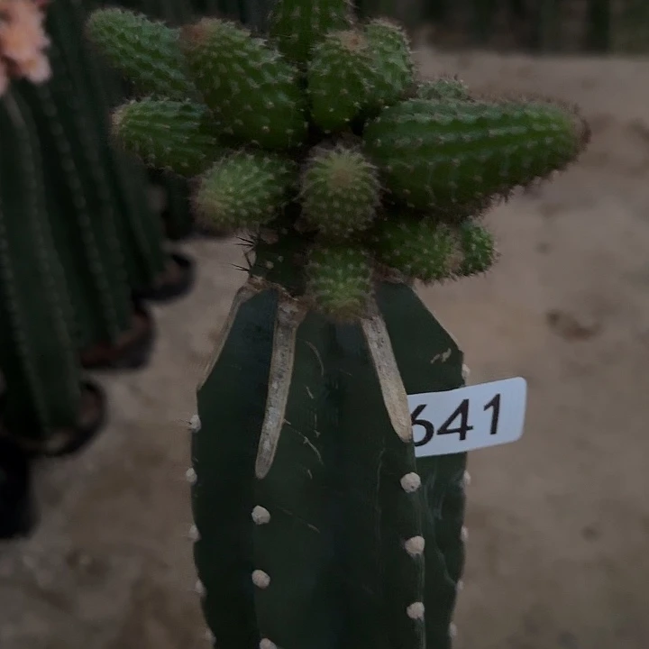 罗***琴无花朵嫁接橙花金妞641