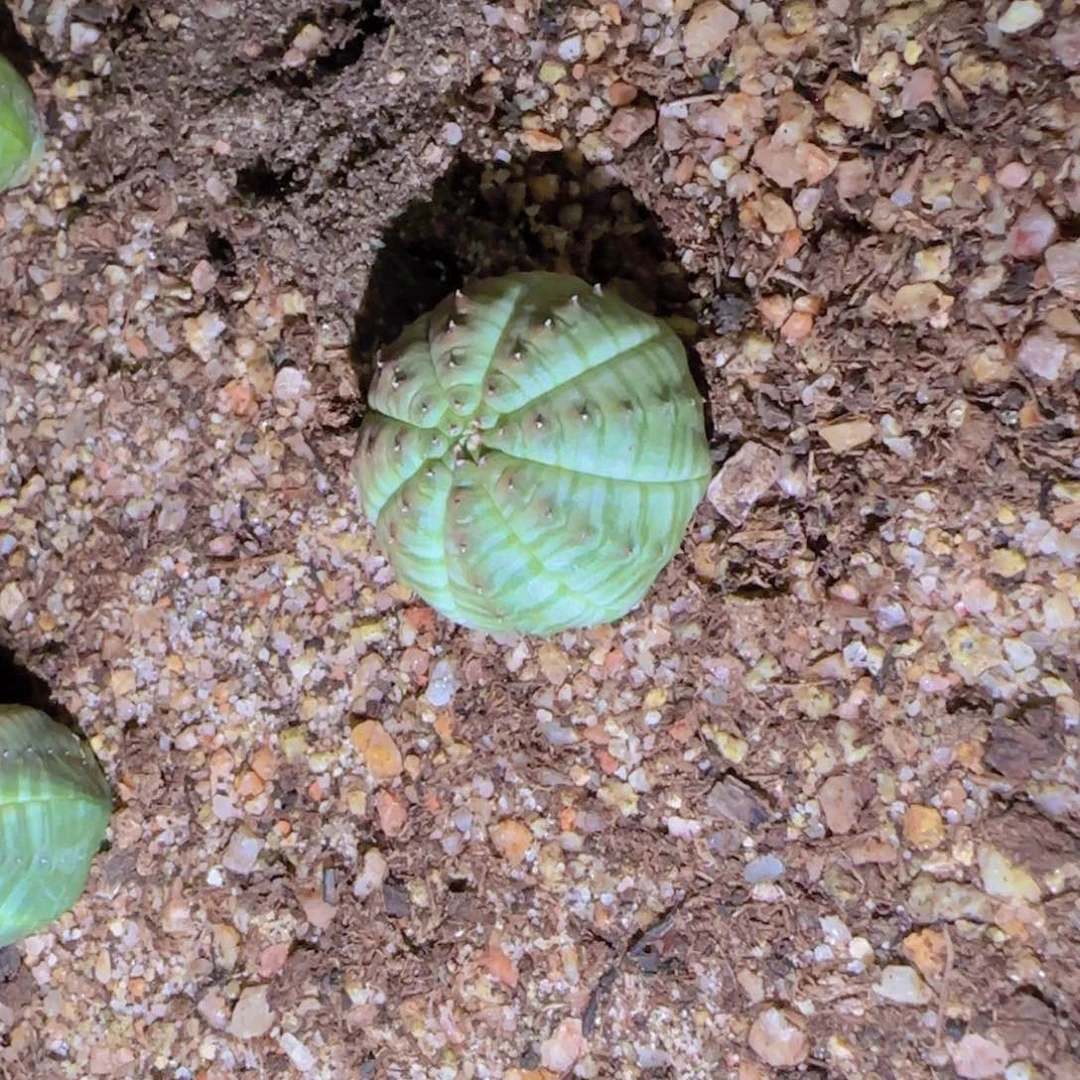 ༥****༥块根植物块根植物