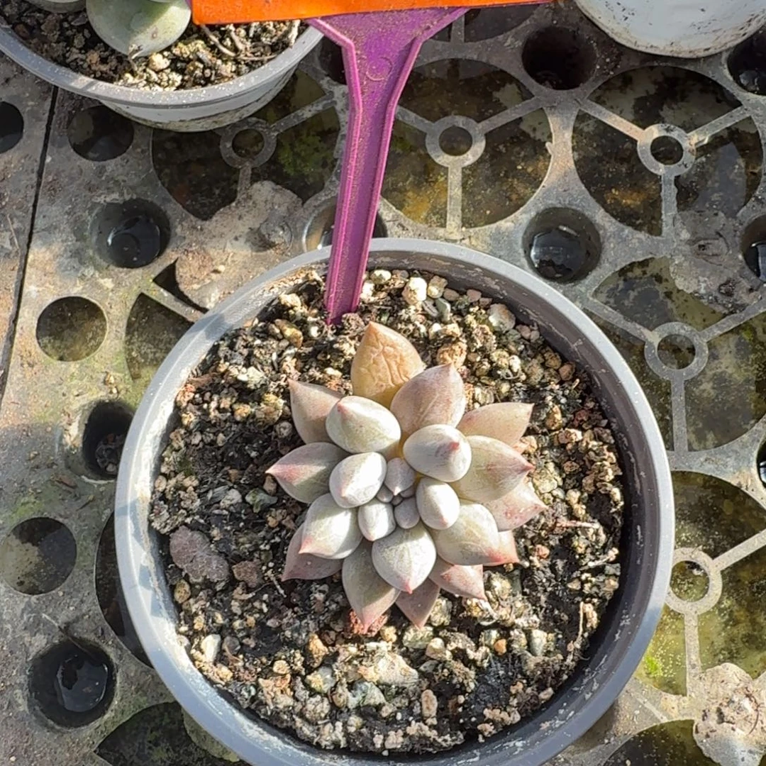 *****人鱼公主一物一拍502