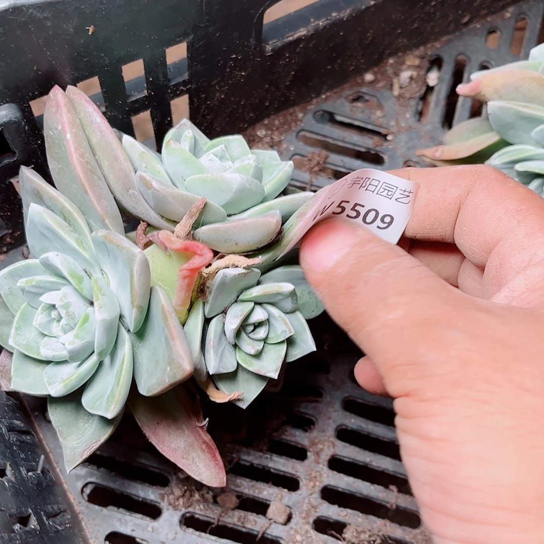 5509泡芙瑕疵多肉