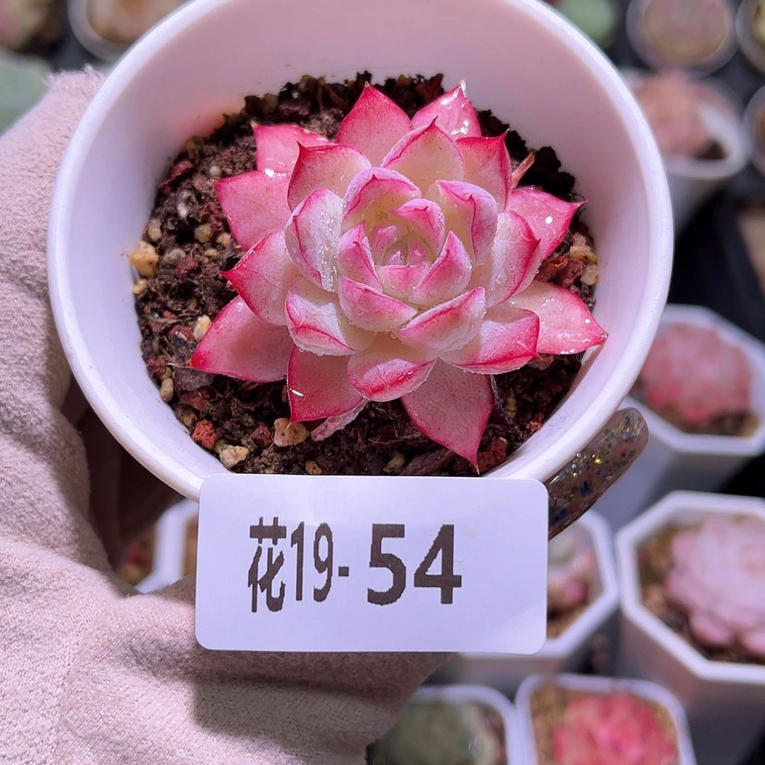 花利美19-54女王玫瑰