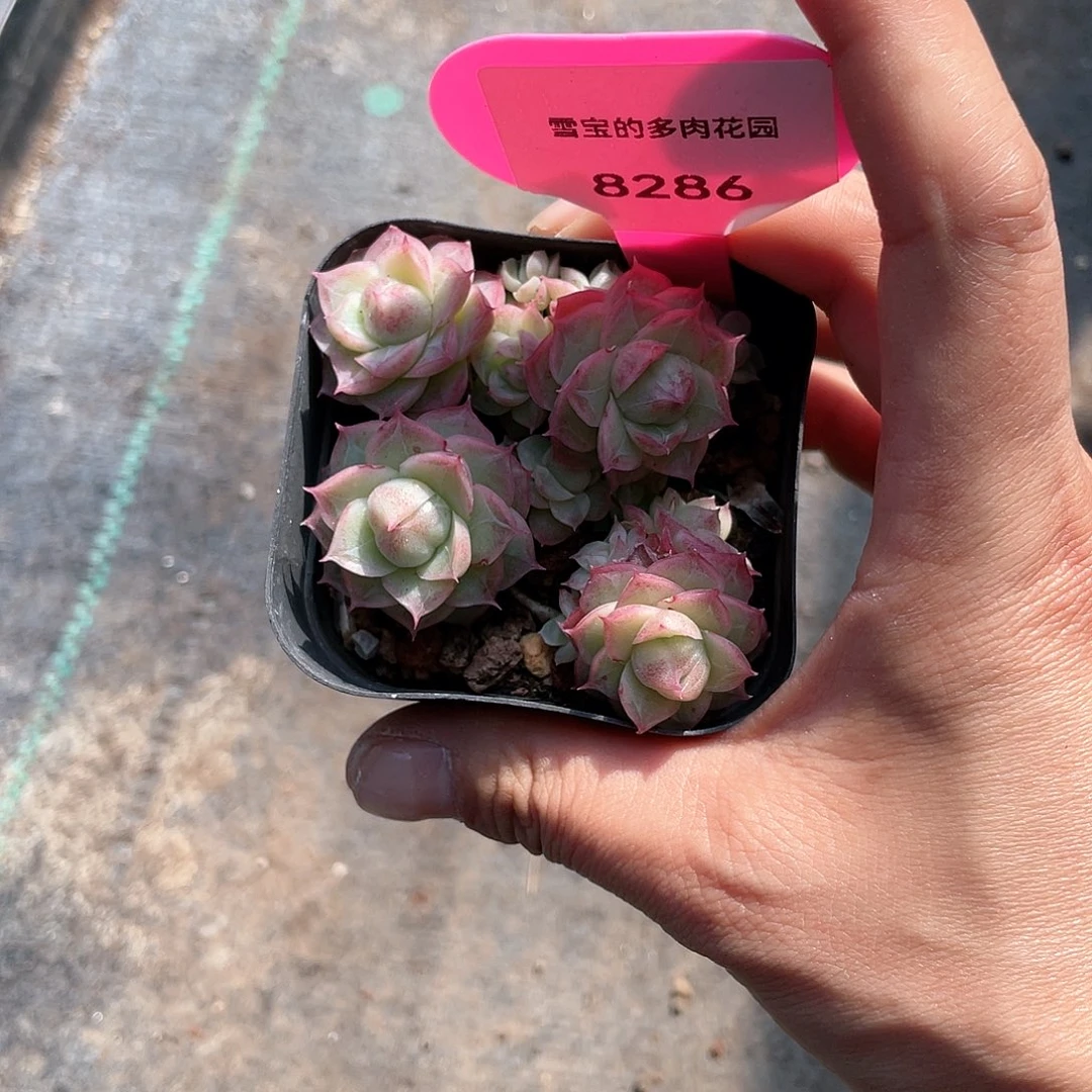 N****G优选潘多拉福利8286