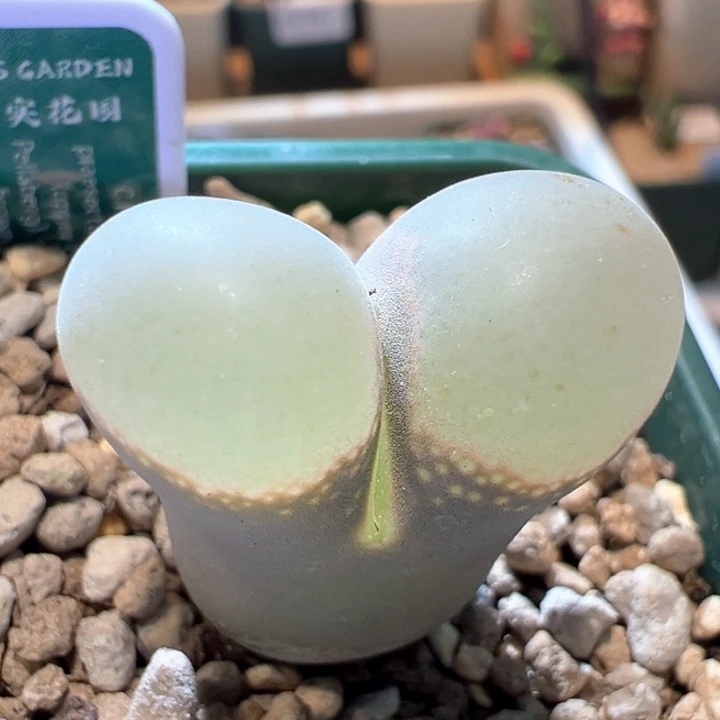 789。 青蛙种源优选五年母本。 八五折后你啊