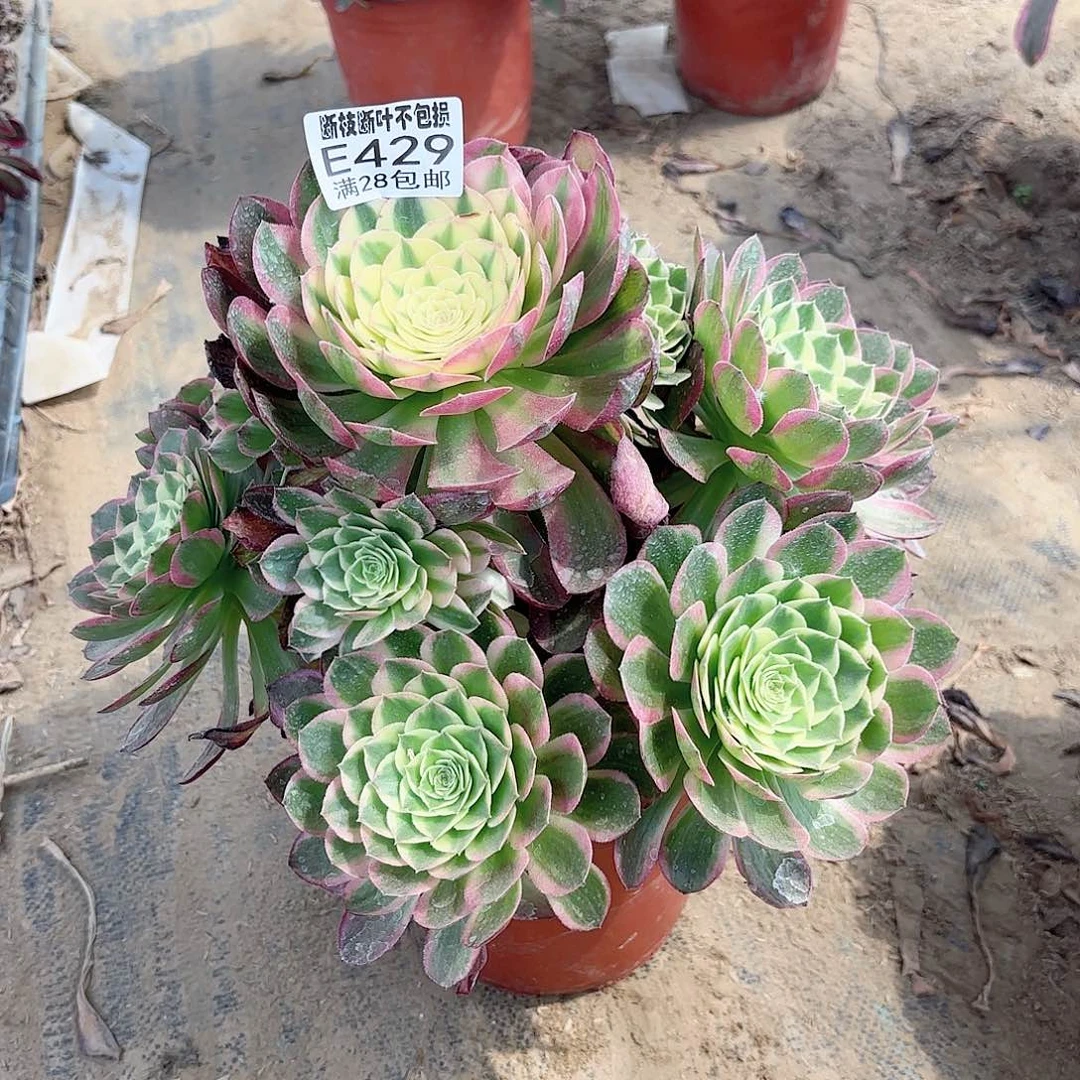 十***点X. 429海王多肉112222