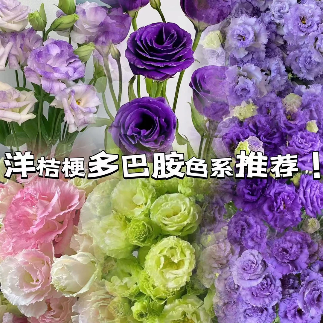 【小阿阮】洋桔梗·A级多色可选龙胆花清冷仙气感 云南鲜花顺丰直发