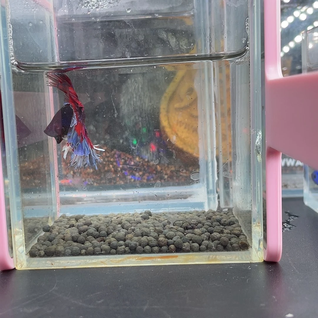 斗鱼22号13早绣球hmpk