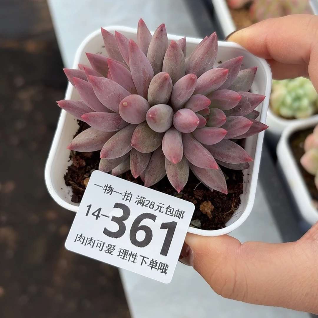 金鱼姬无盆土发货无