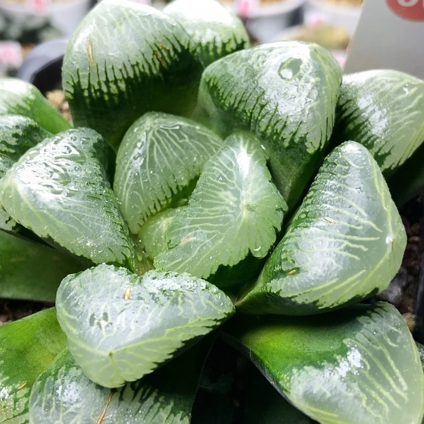 【闪购商品】追求50