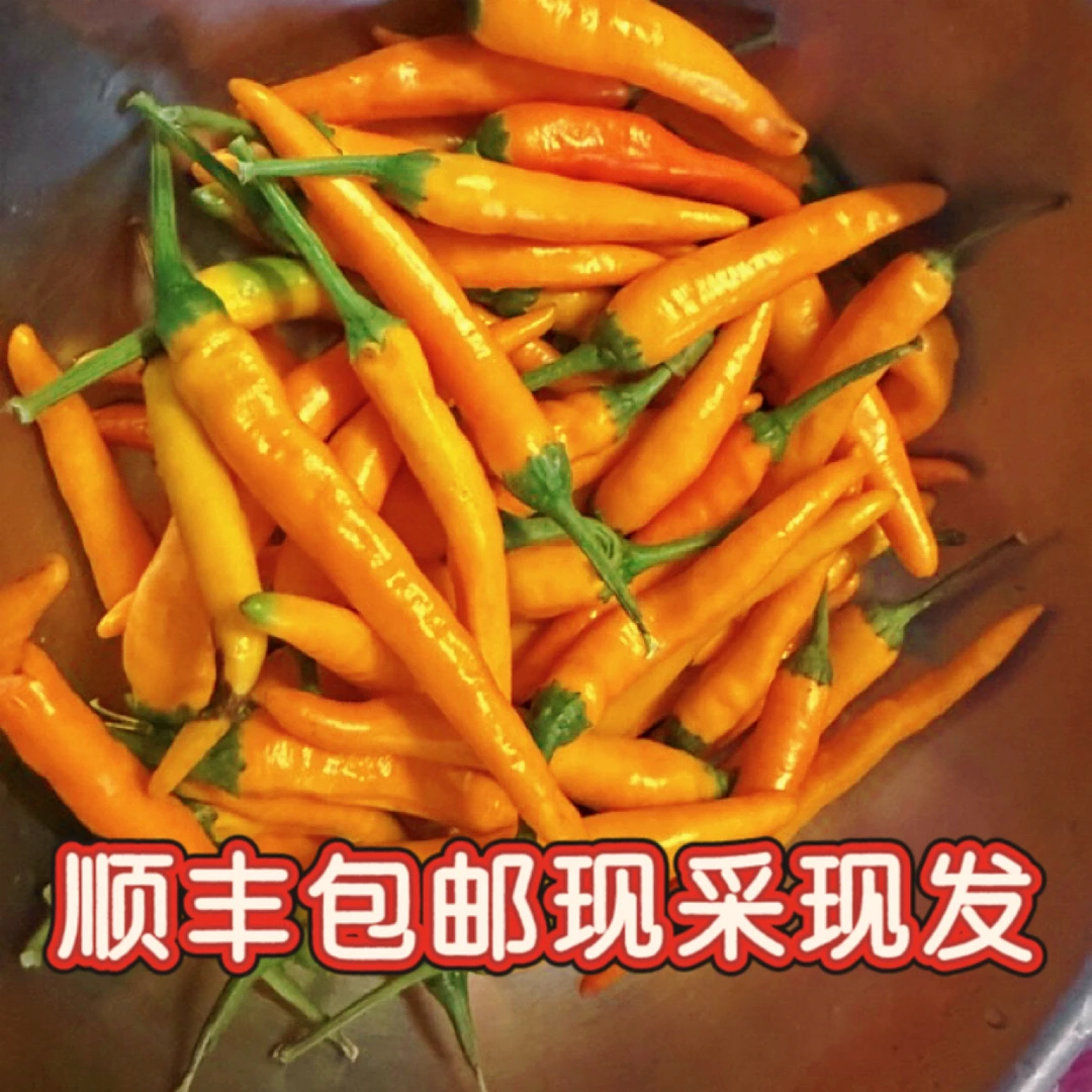 （顺丰包邮）农家自种发现摘现发香辣黄贡椒香辣高辣特辣特辣辣椒