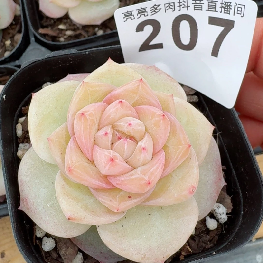 於*冰淇淋         精品多肉