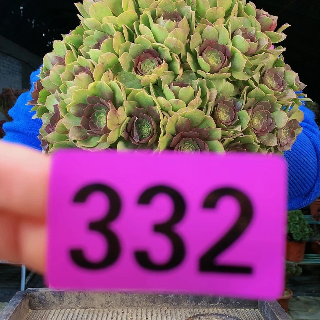 sssssssssssssssss332