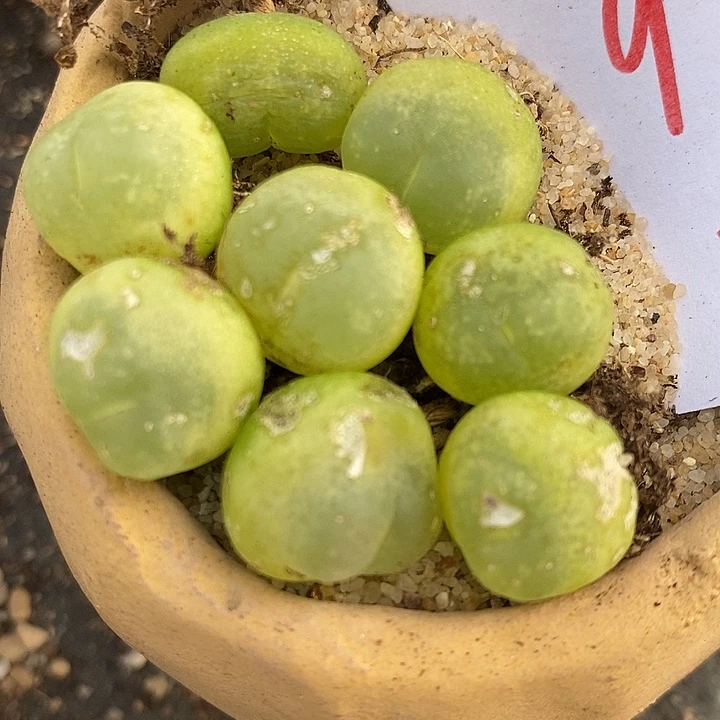 2741福利拉登有瑕疵一颗