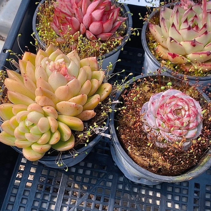 148 多肉植物盆栽花卉植物