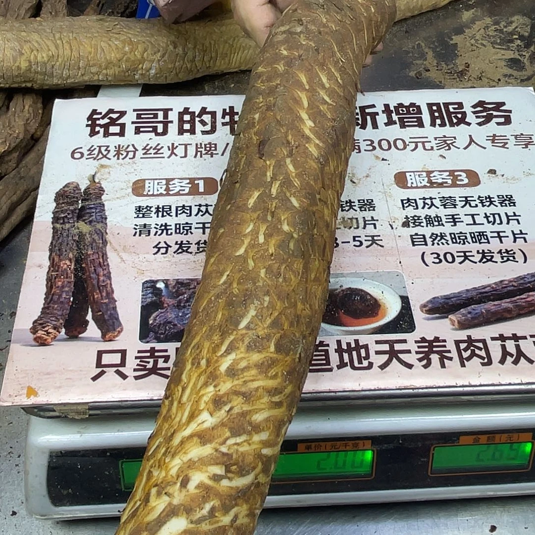 中国大陆老根1305克