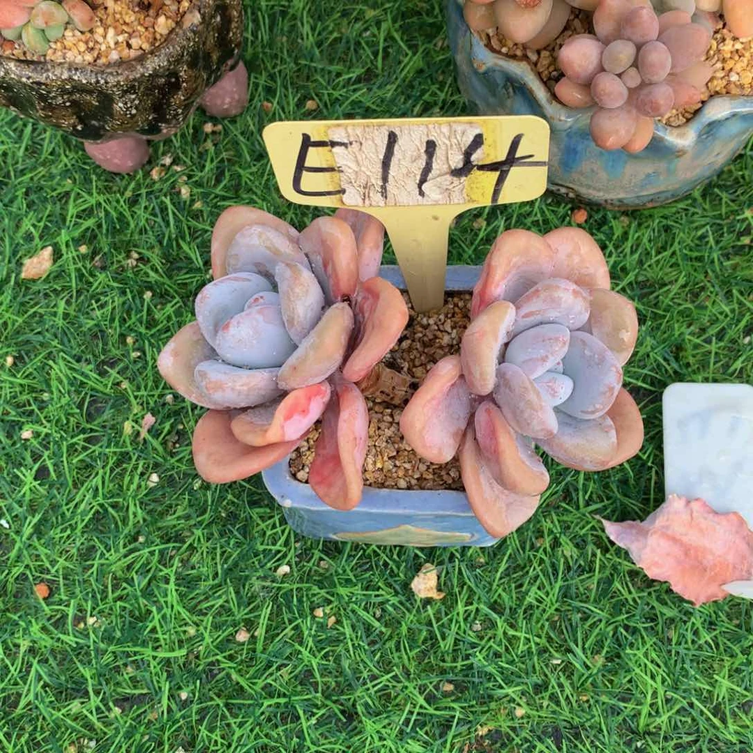 央***7737373737337273736366