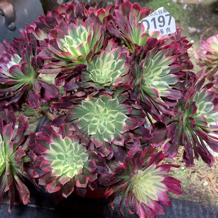 197多肉植物一物一拍