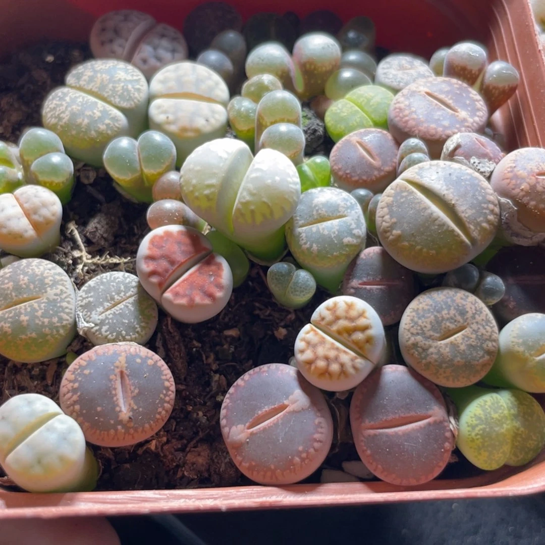 今晚大盆特价更新～26