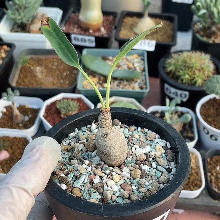 204产地土拨鼠大戟