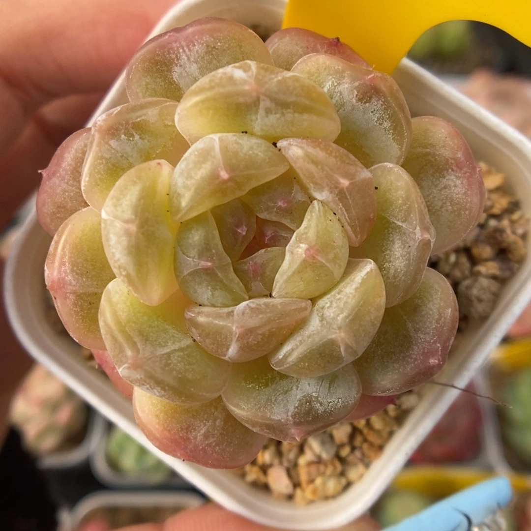 白色恋人可拍340号。