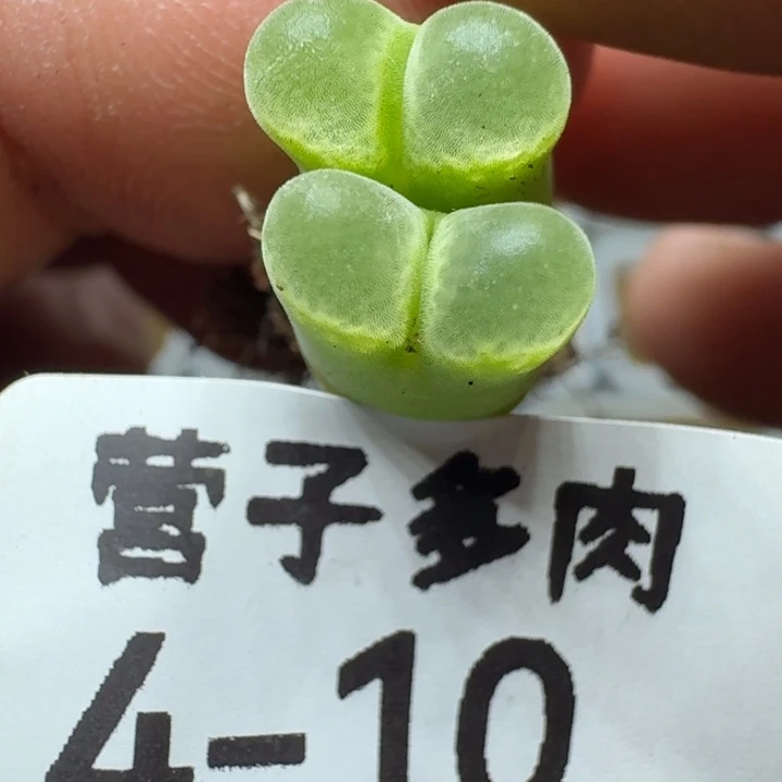 天鹅绒。
