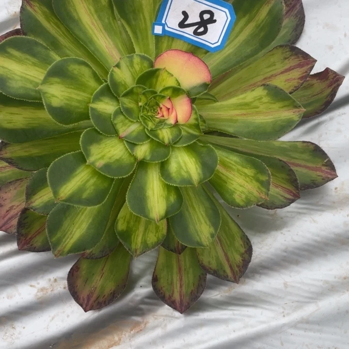 红陶28知否法师锦锦锦锦