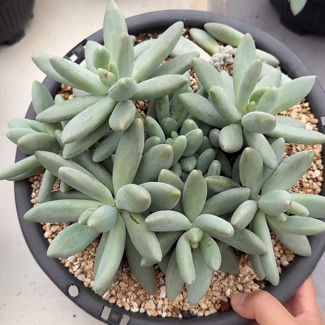 企鹅整无砍群生多肉