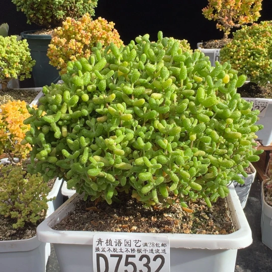 D7532金桔糖球枝干