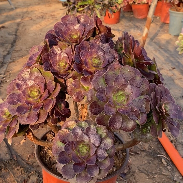 荷兰玫瑰多肉植物30