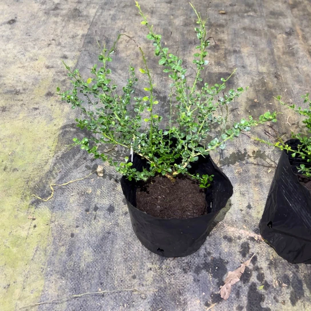 无花朵绿植盆栽植物花卉