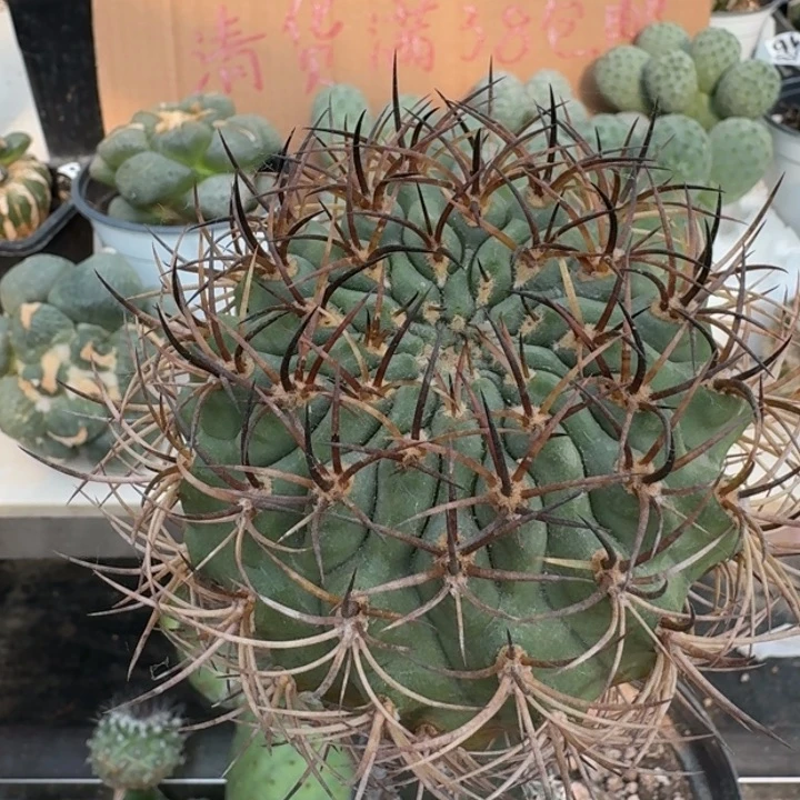 【闪购商品】无花朵伍佰津玉