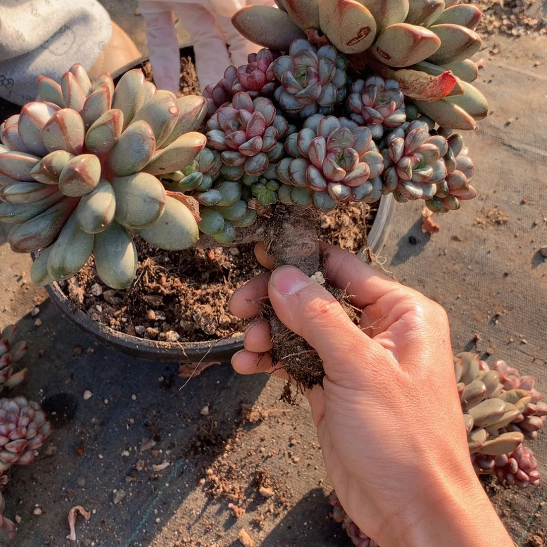 婷***了友家多肉一物一拍