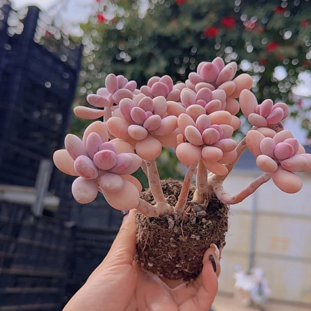 小树造型桩桃蛋7-10头桃蛋老桩多肉植物9-13cm