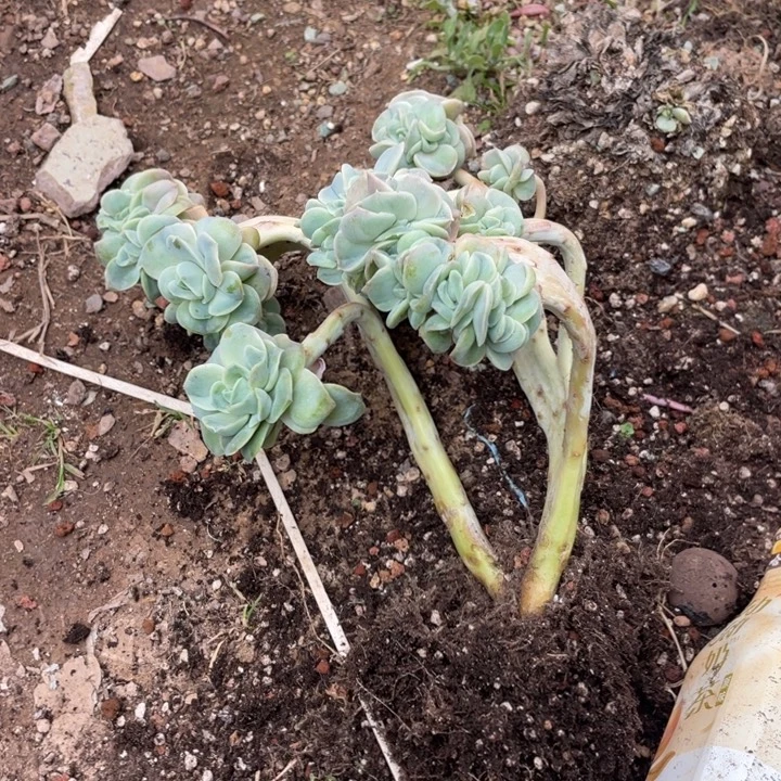 王***火可爱玫瑰缀化满20包邮脱土发货