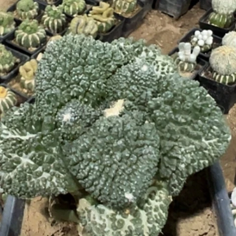 无花朵福利大尤细密尤菜花牡丹605