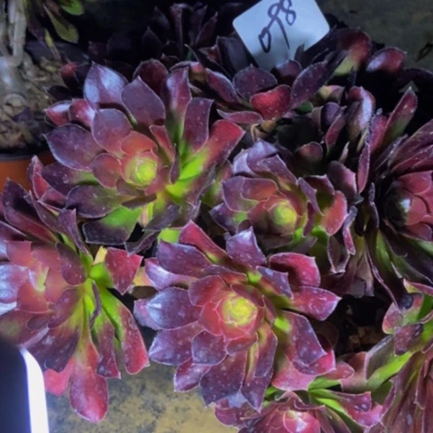 荷兰玫瑰朵朵多肉植物98多肉