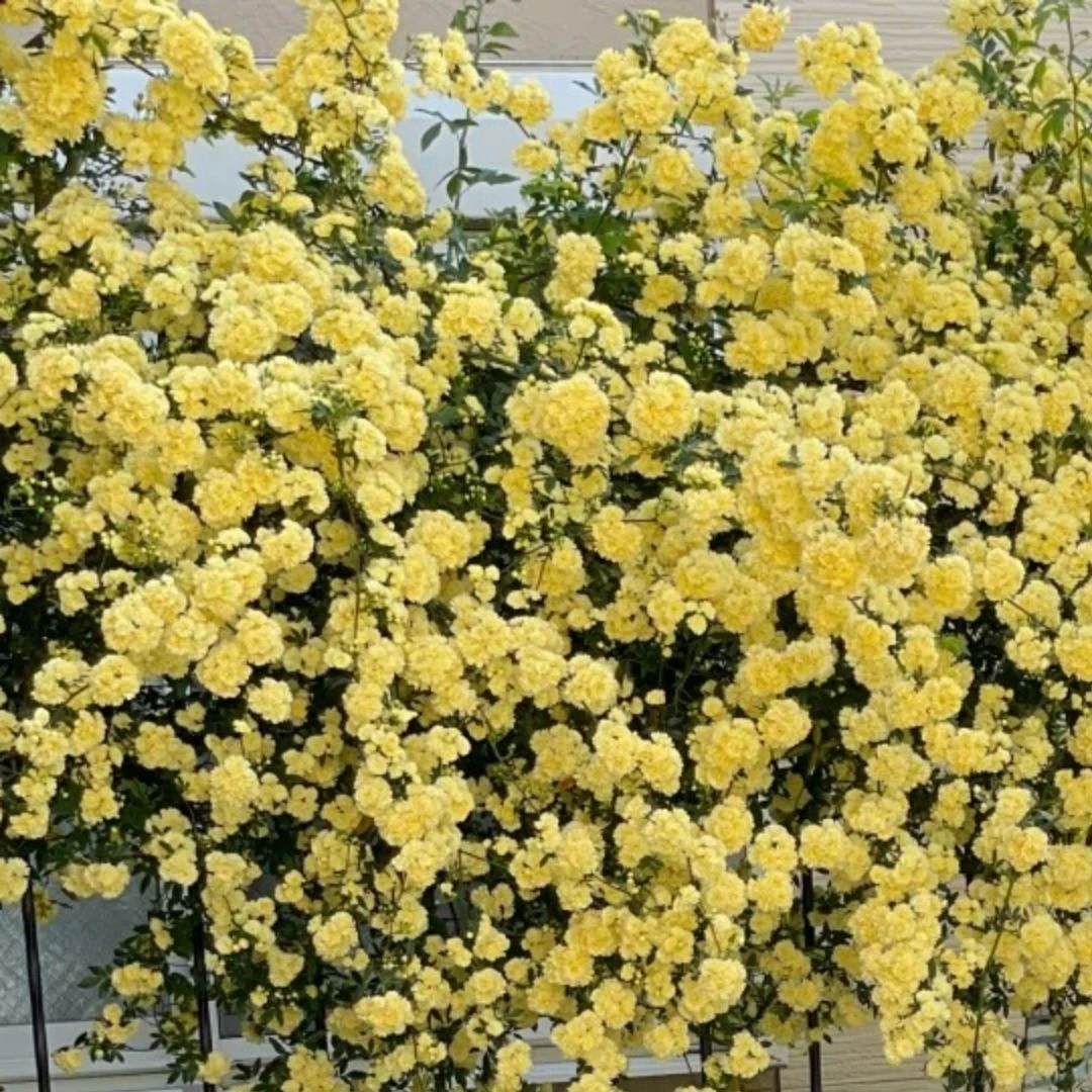 黄木香花苗爬藤植物花卉重瓣白木香树苗蔷薇阳台庭院四季开花盆栽