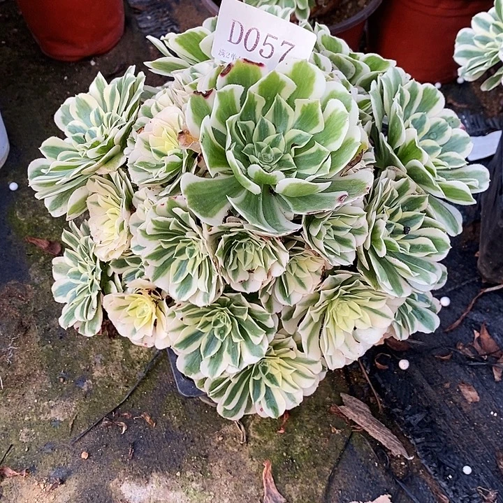 057迈巴赫多肉植物