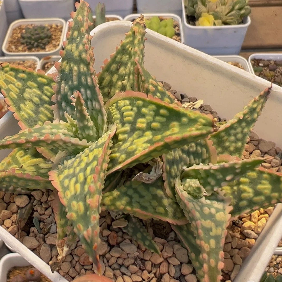 81多肉植物百科植物