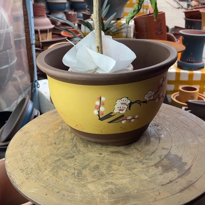 紫砂t005中华欧华欧