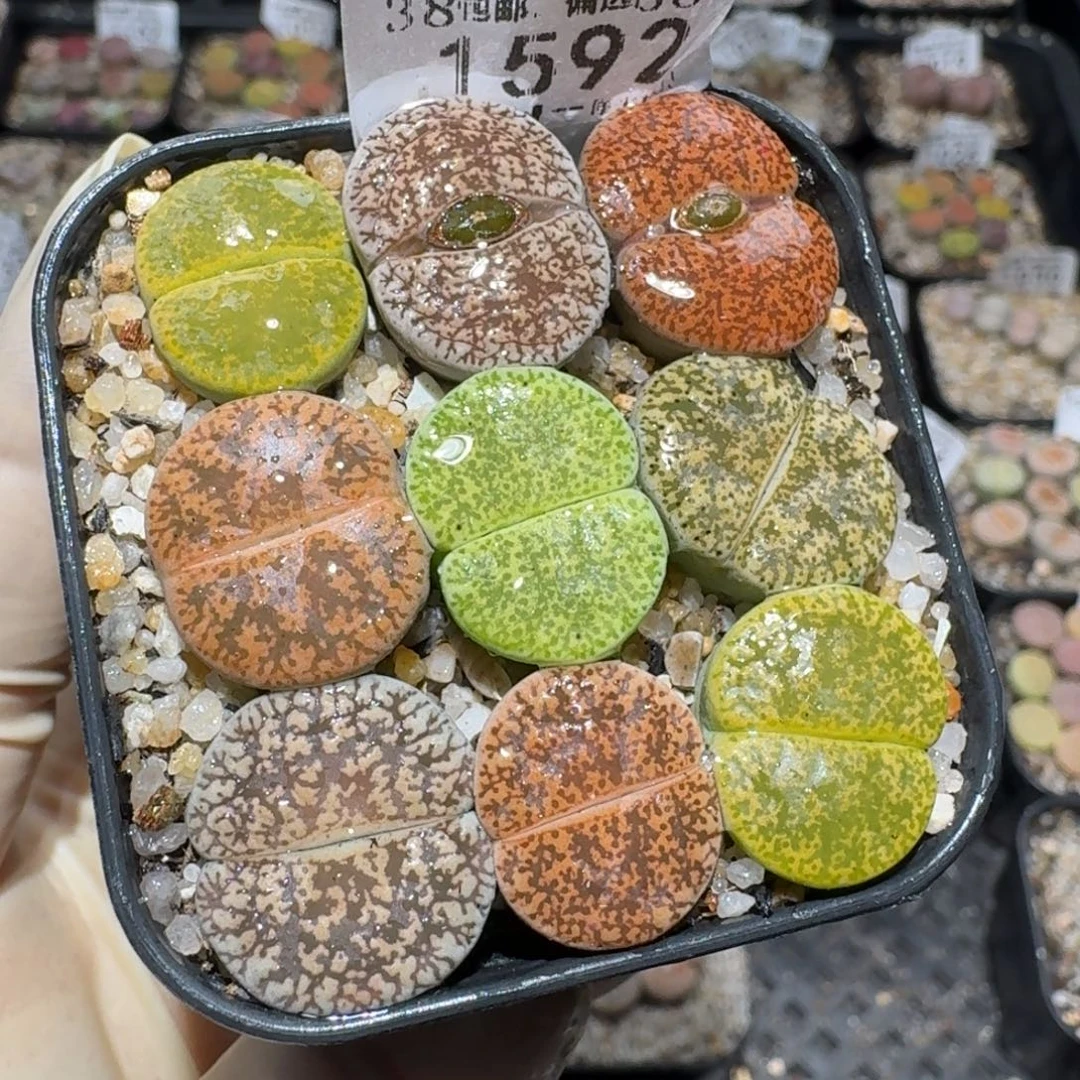 Zzz捡漏福利走起1592