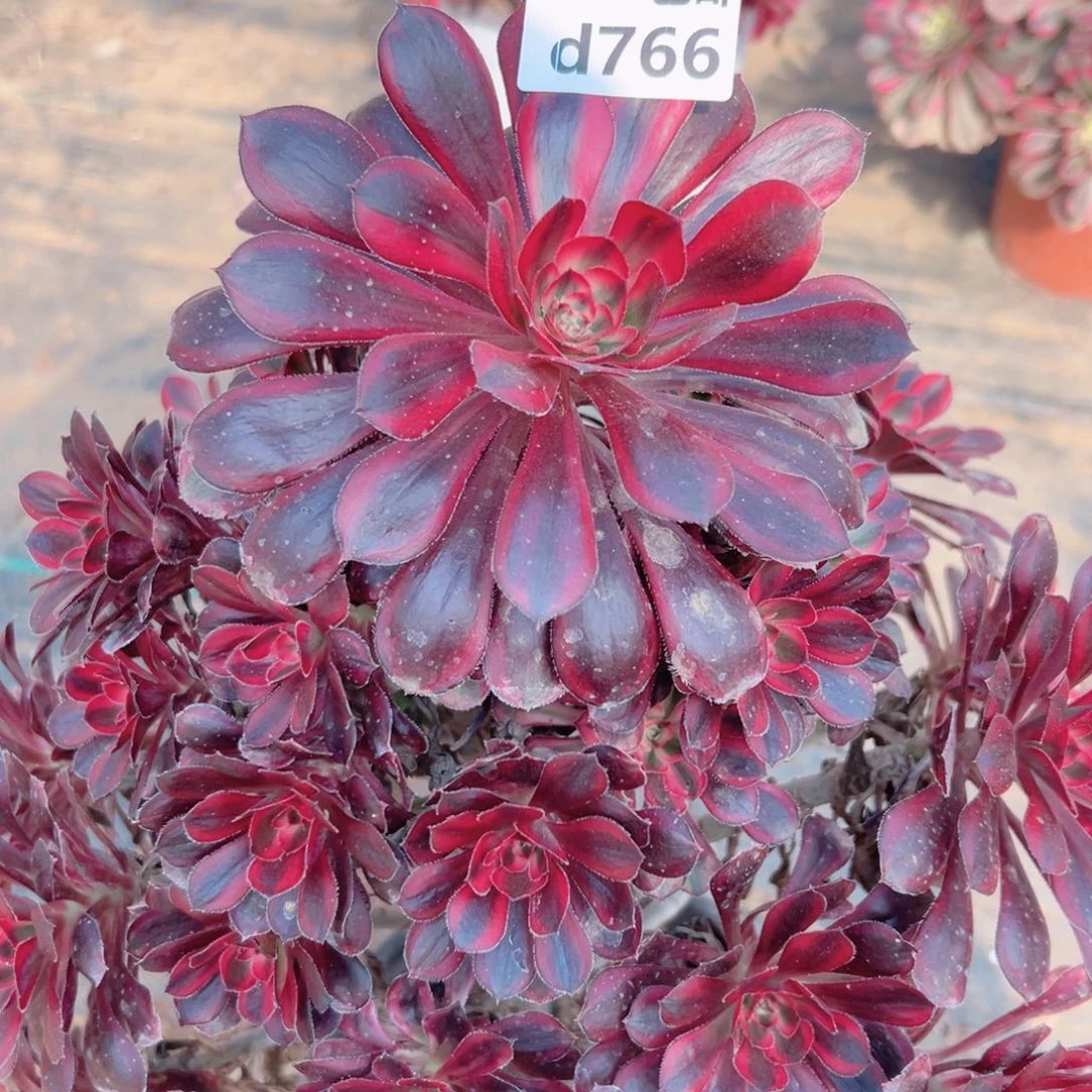 766香奶奶多肉法师