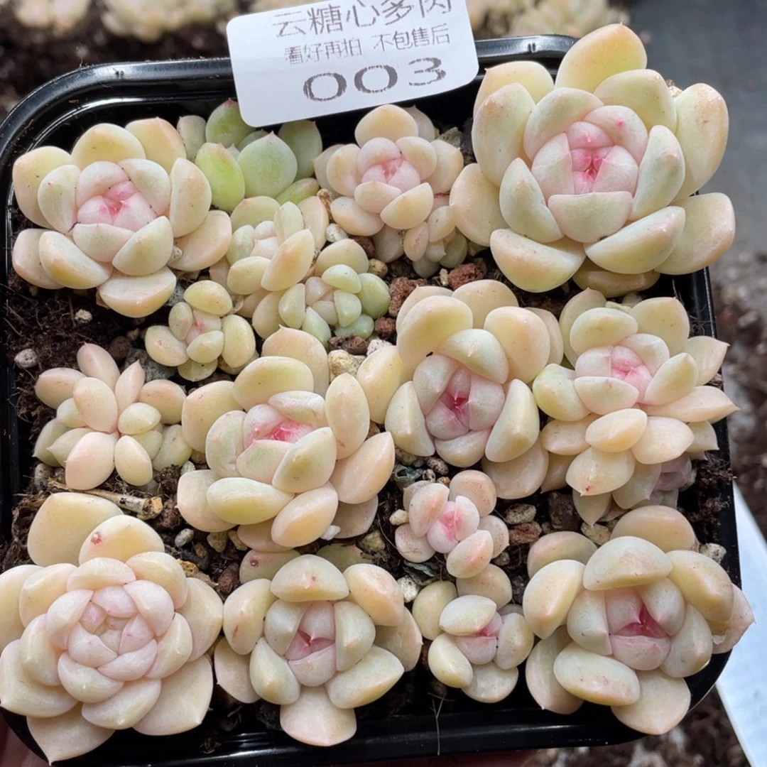 云糖心多肉植物003