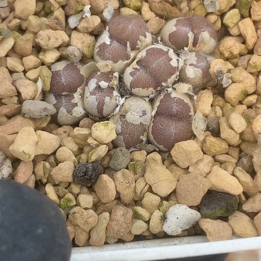 桃喜花园0529/47毛球